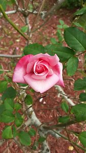Natural Perfume Oils. Bermuda rose